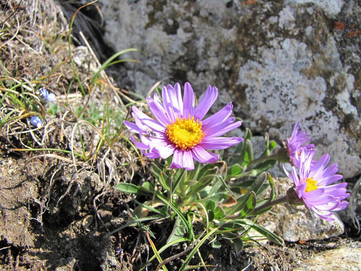 Sentieri ferrati, sentieri fioriti: i fiori dell''Albiolo